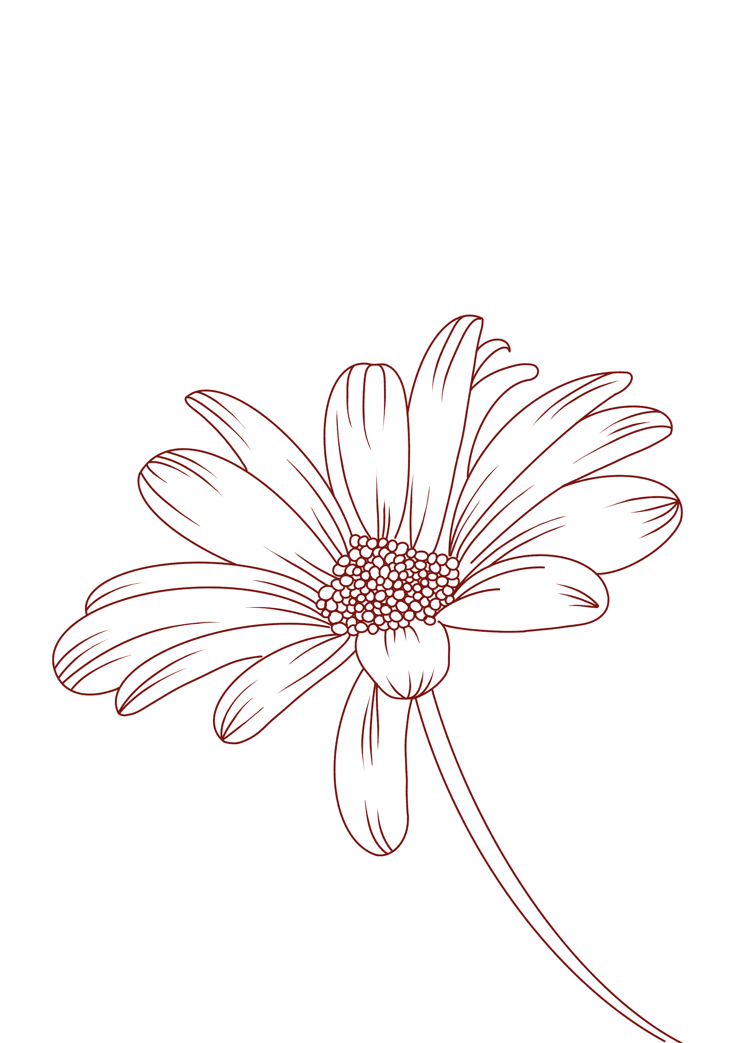 Daisy Flower Illustration