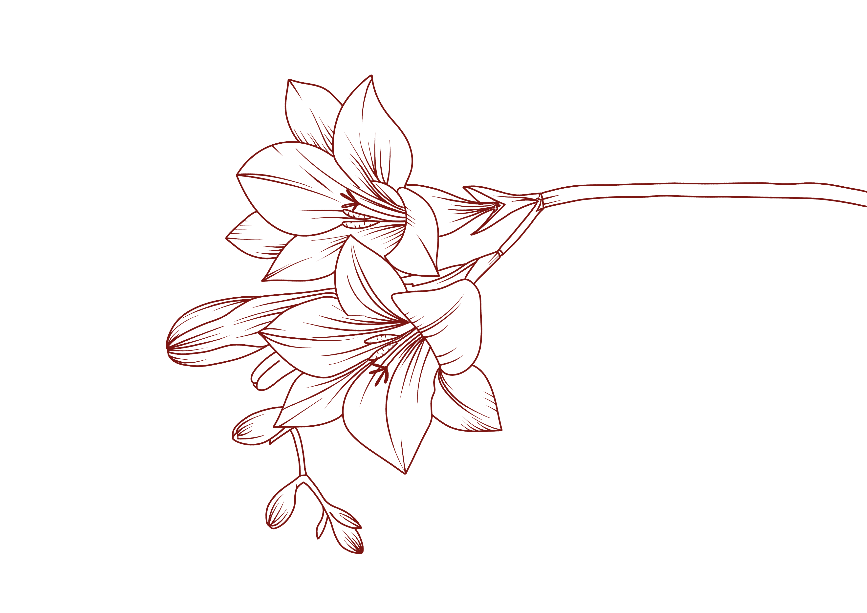 Freesia Flower Illustration