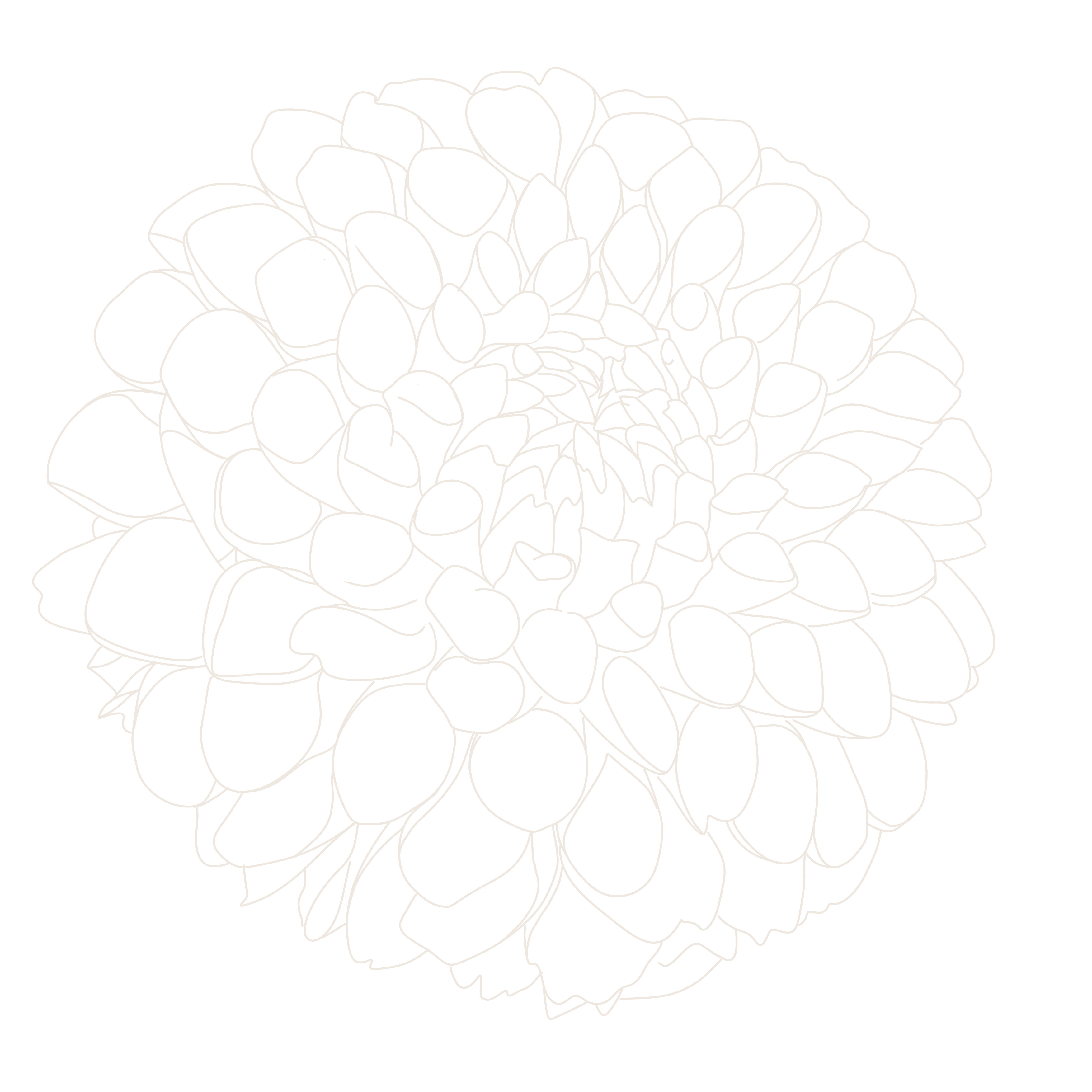 Dahlia Flower Illustration