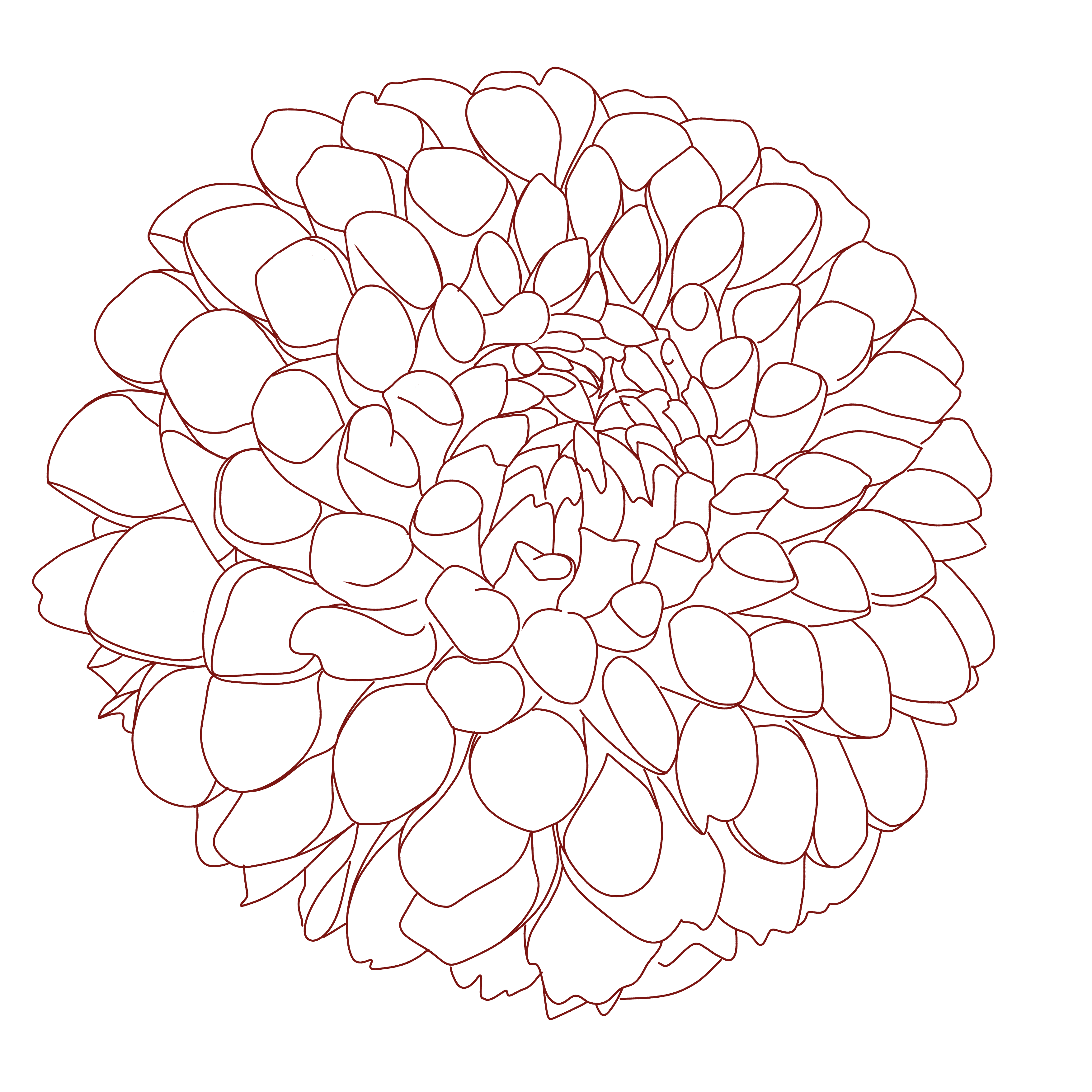 Dahlia Flower Illustration