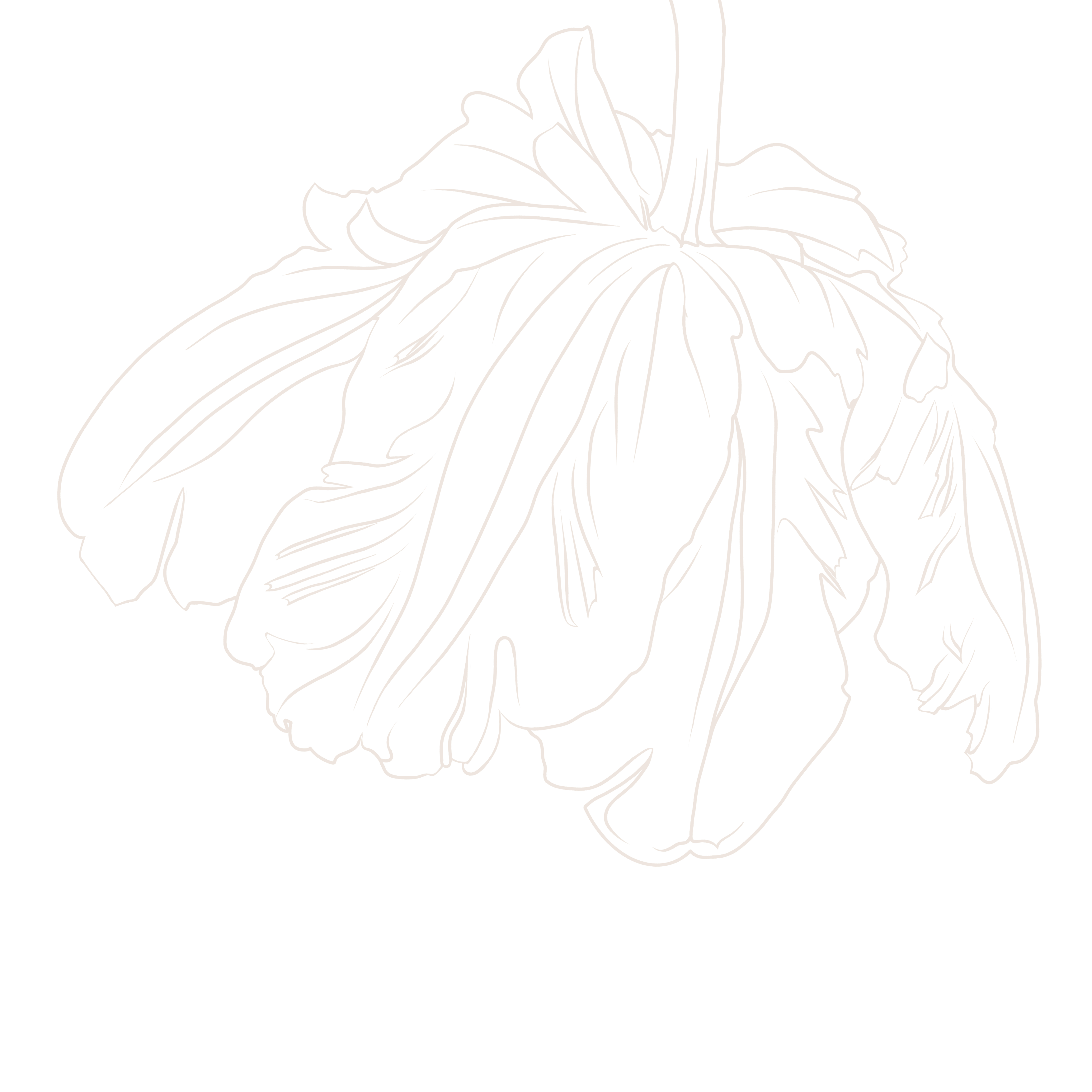 Tulip Flower Illustration